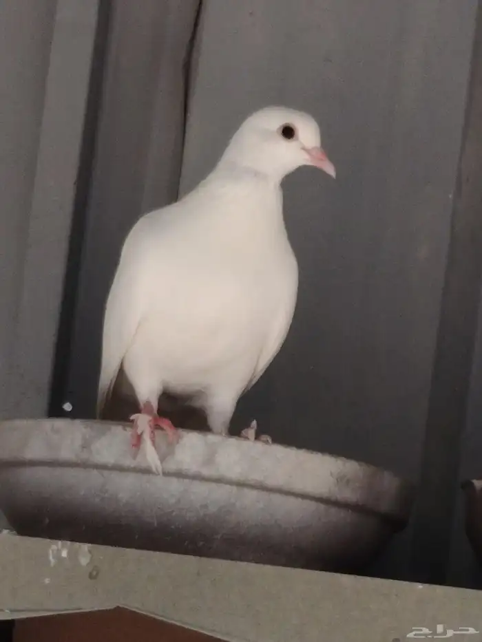 حمام صنعاني 0