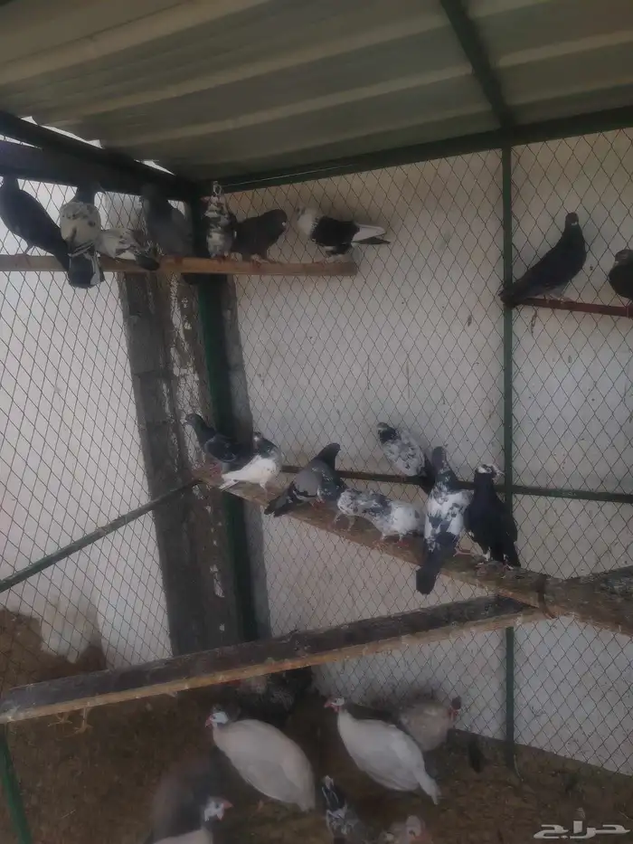 حمام مشكل كبار وفروخ 0