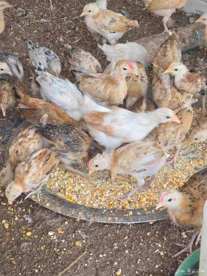 صيصان دجاج بلدي 2