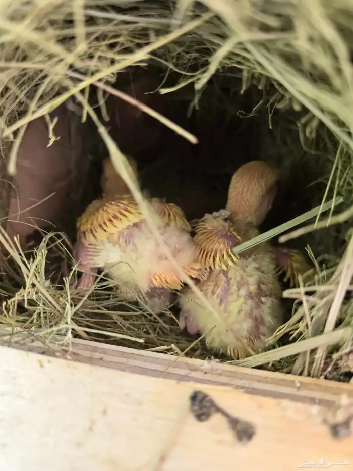 فروخ غر أونج أوبلاين وفواتح 3