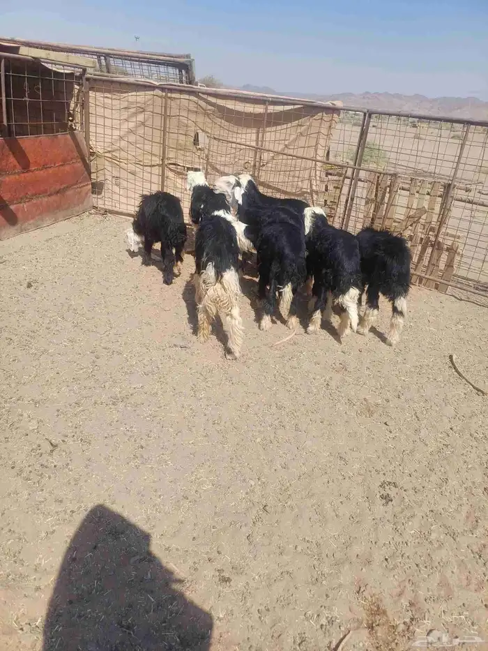 طليان نجد للبيع 1