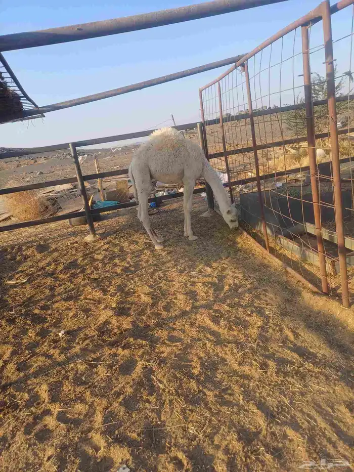 قعود لباني للبيع 5