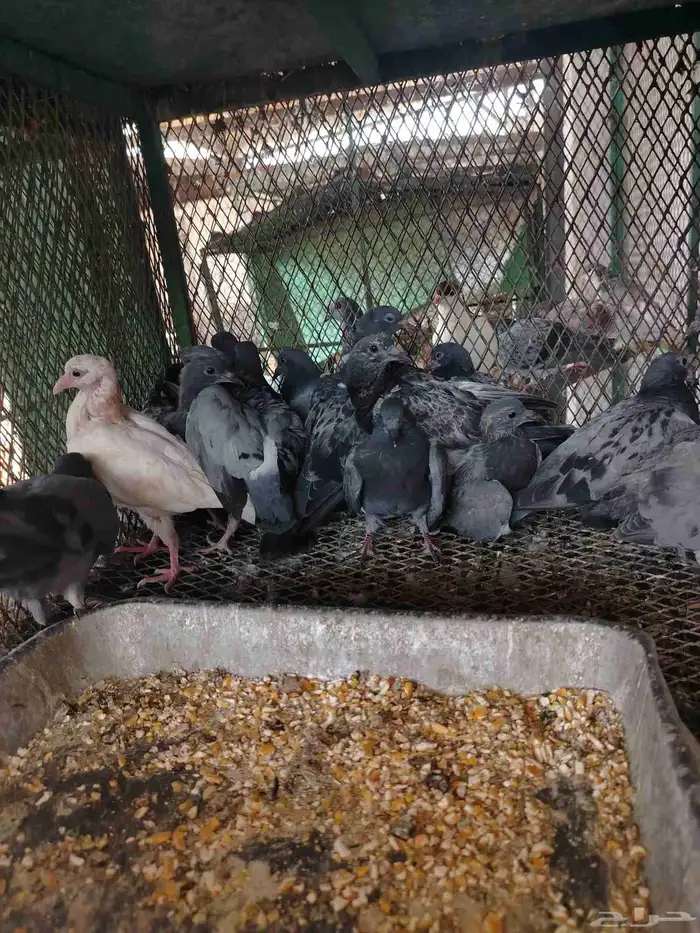 حمام مشكل كبار وفروخ 8