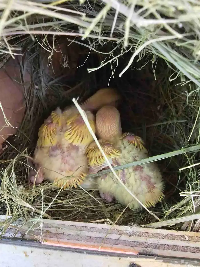 فروخ غر أونج أوبلاين وفواتح 4