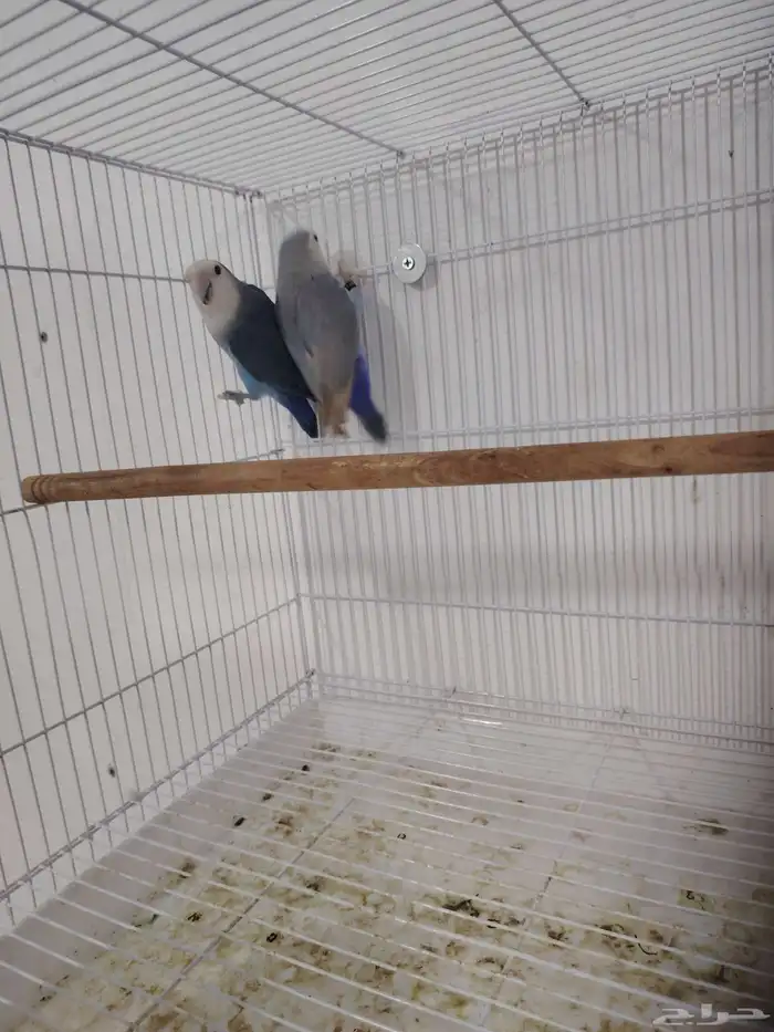 جوز روز منتج 2