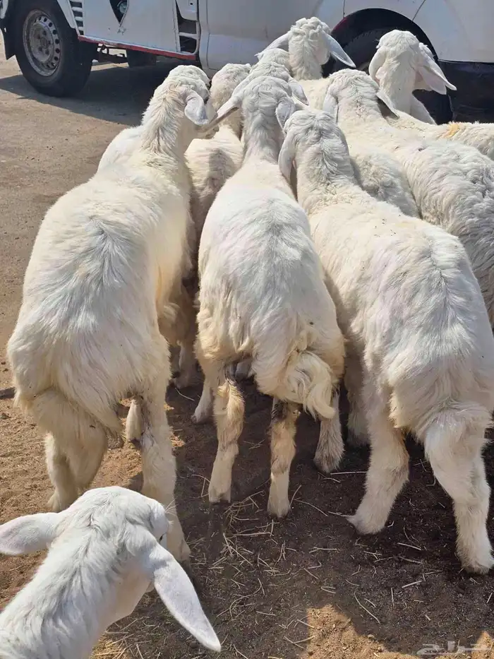 حري وسواكني ثلاجة ومناسبات 3