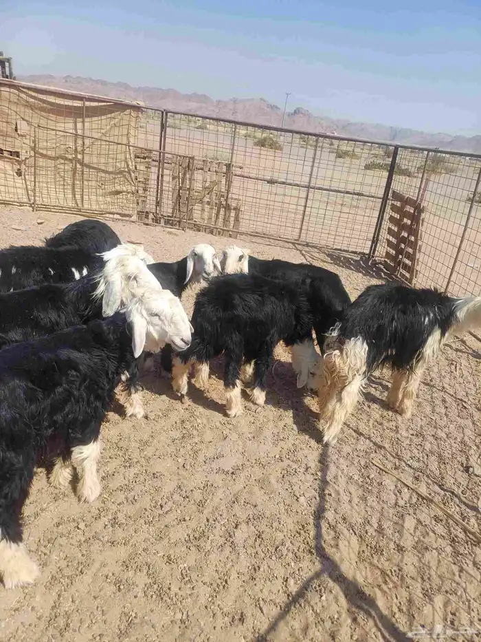 طليان نجد للبيع 4