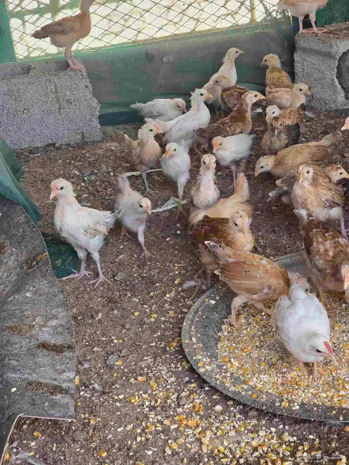 صيصان دجاج بلدي 0