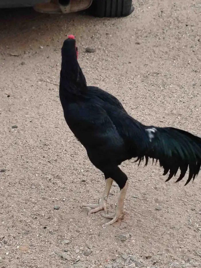 للبيع ديك شامو الماني 1