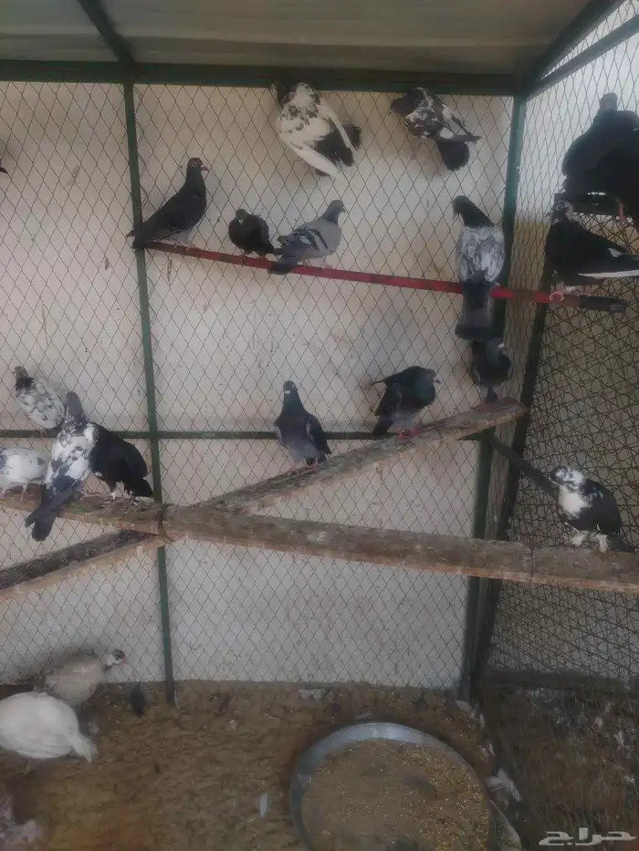 حمام مشكل كبار وفروخ 2