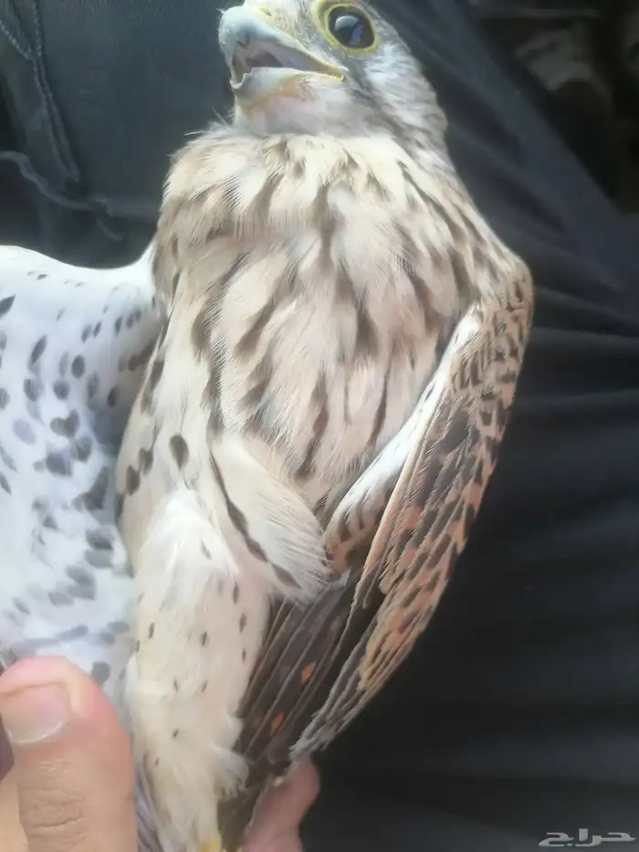 جوز باشق مع انثاء شبوط 0