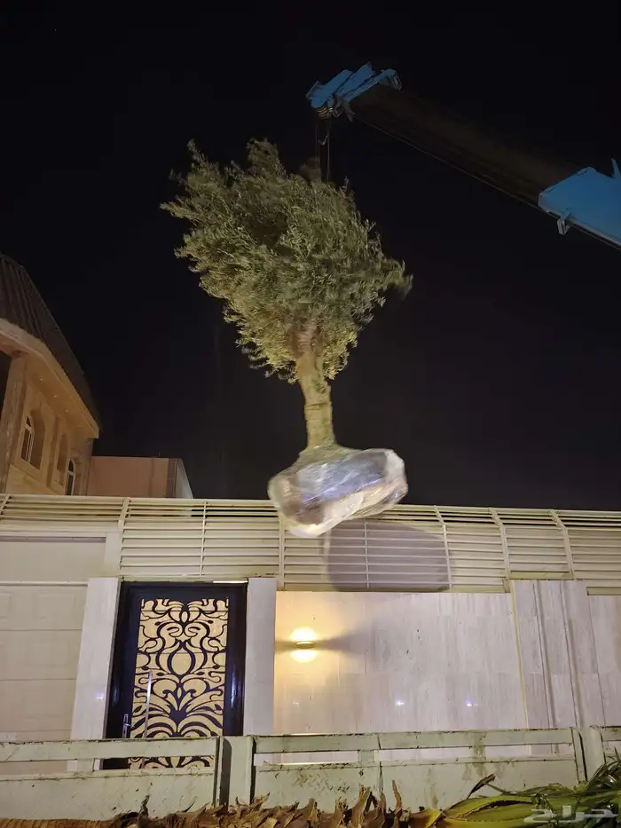 يوجد لدينا جميع انواع الأشجار 6