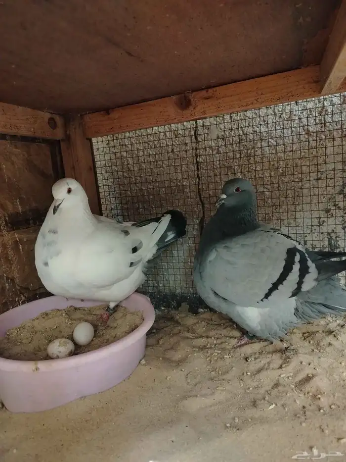 للبيع جوز فرش 6