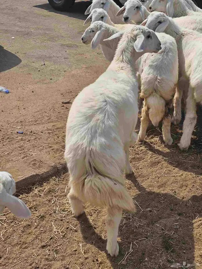 حري وسواكني ثلاجة ومناسبات 1