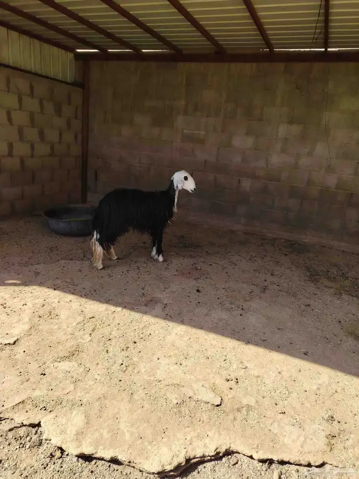 نجديه ثنيه دافع شرط فحص سونار 2