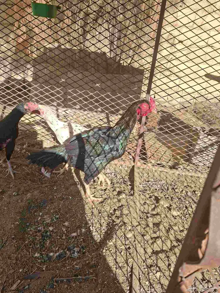 دجاج باكسناني ببلجرشي 2