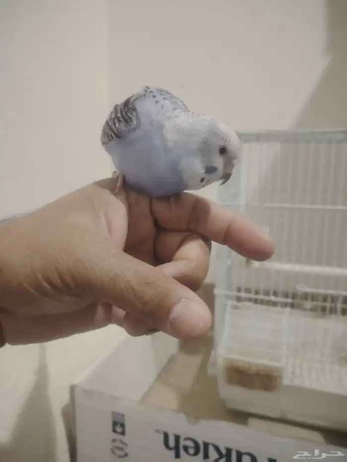 بادجي أليف للبيع 2