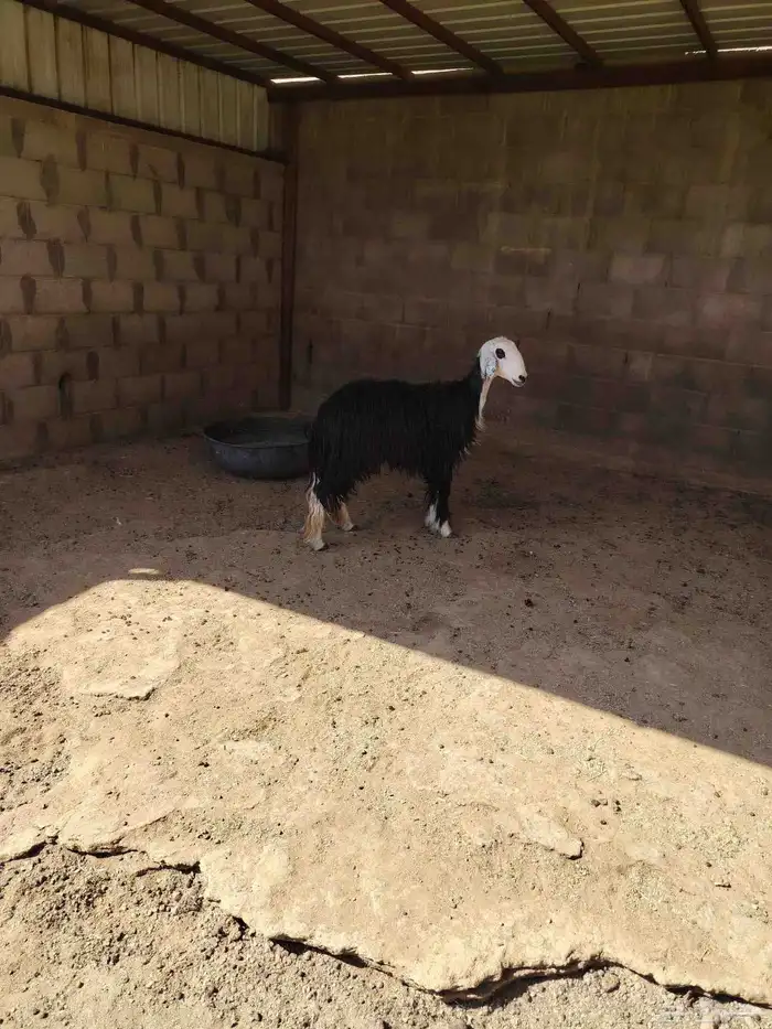 نجديه ثنيه دافع شرط فحص سونار 3