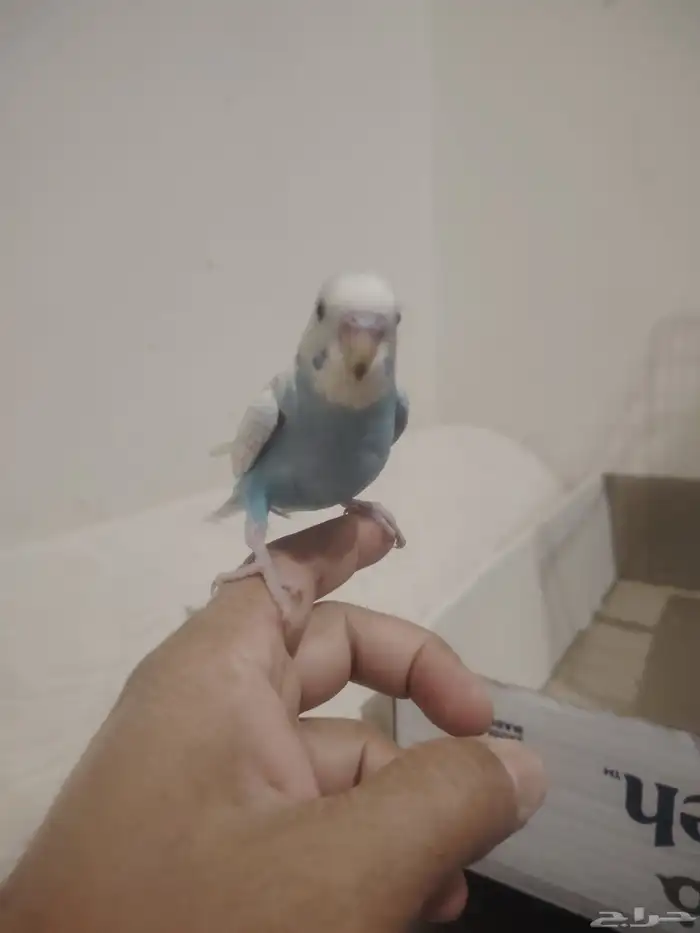 بادجي أليف للبيع 1