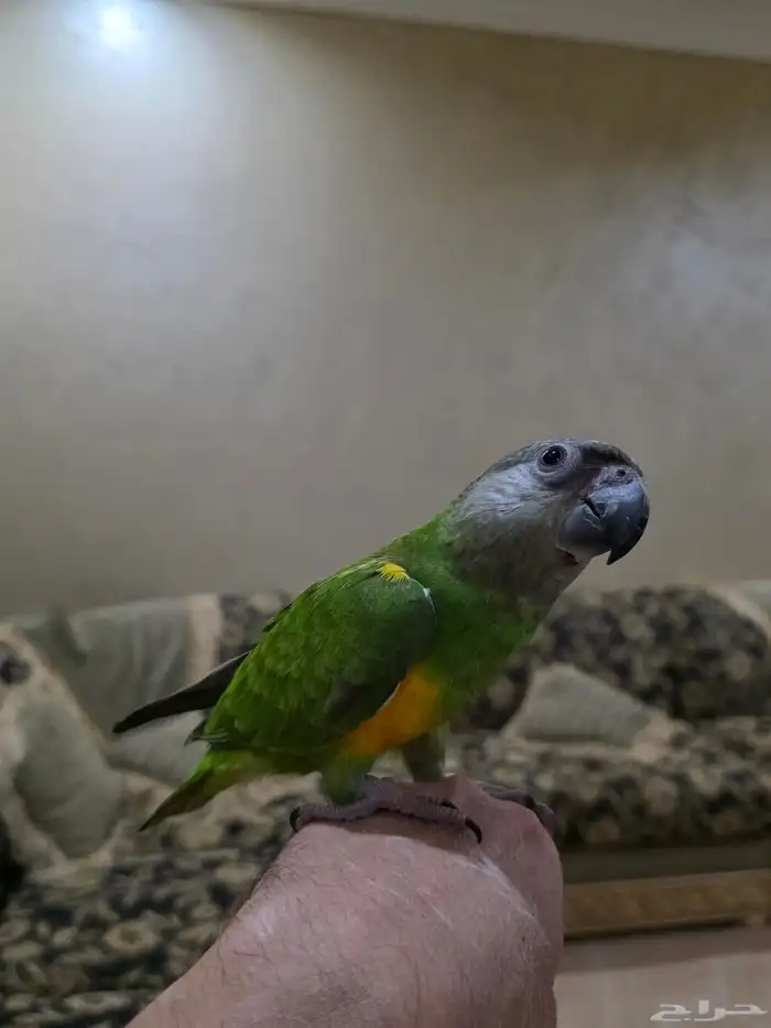 يويو السنغالي 1