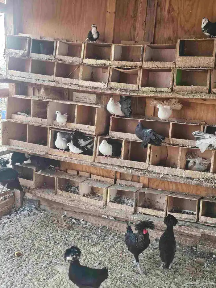 حمام شمسي للبيع جملة 6