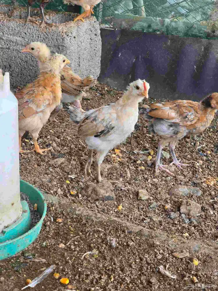 صيصان دجاج بلدي 4