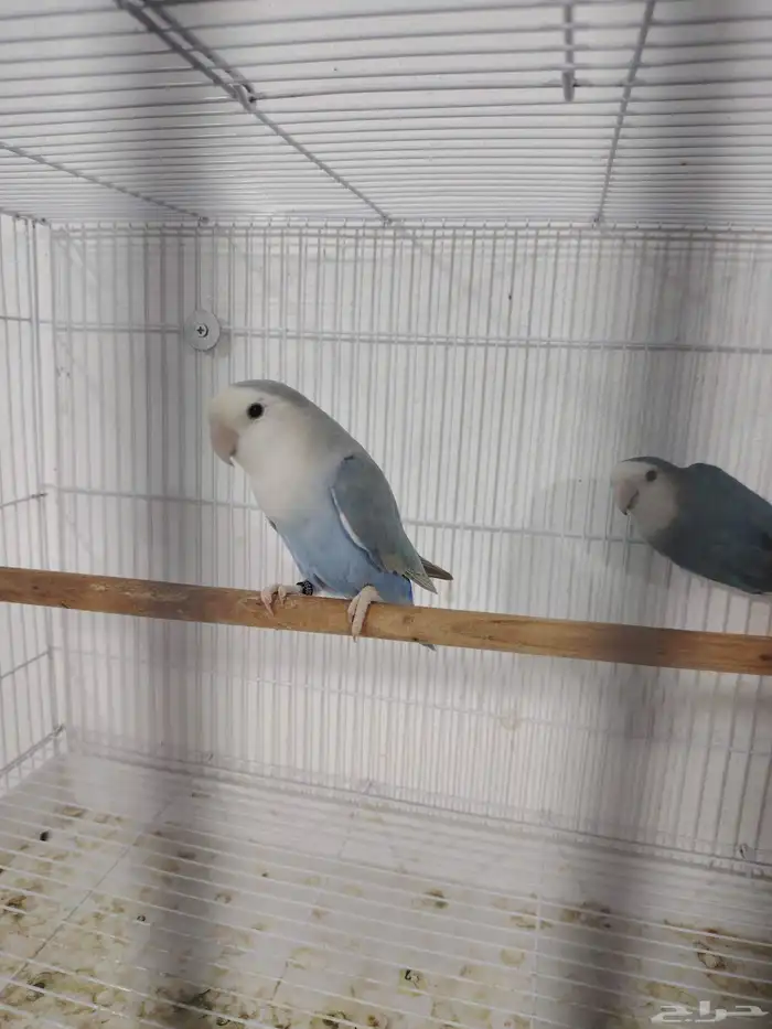 جوز روز منتج 1