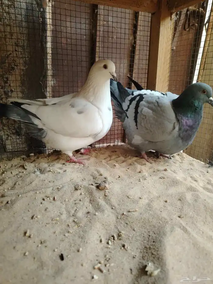 للبيع جوز فرش 0