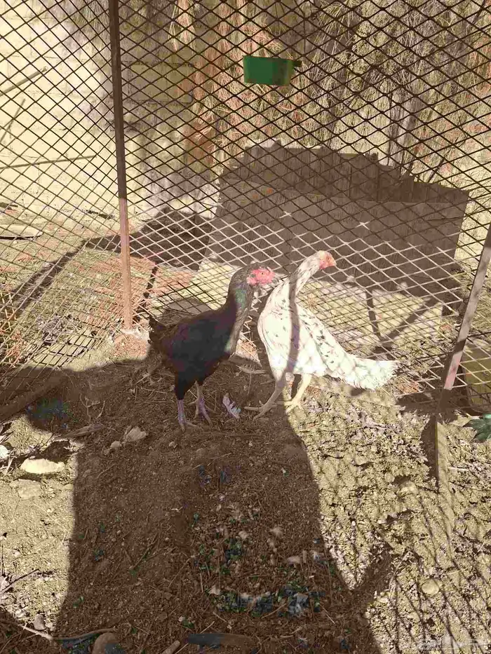 دجاج باكسناني ببلجرشي 1