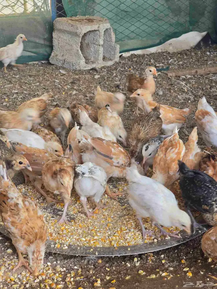 صيصان دجاج بلدي 1