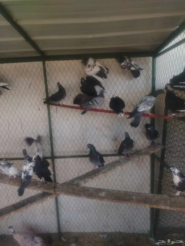 حمام مشكل كبار وفروخ 4