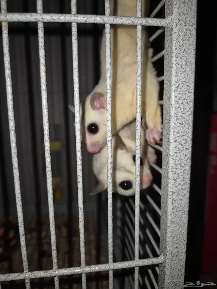 للبيع 2 شوقر قلايدر ابيض البينو سكري بلاتينيوم (سنجاب طائر) 2