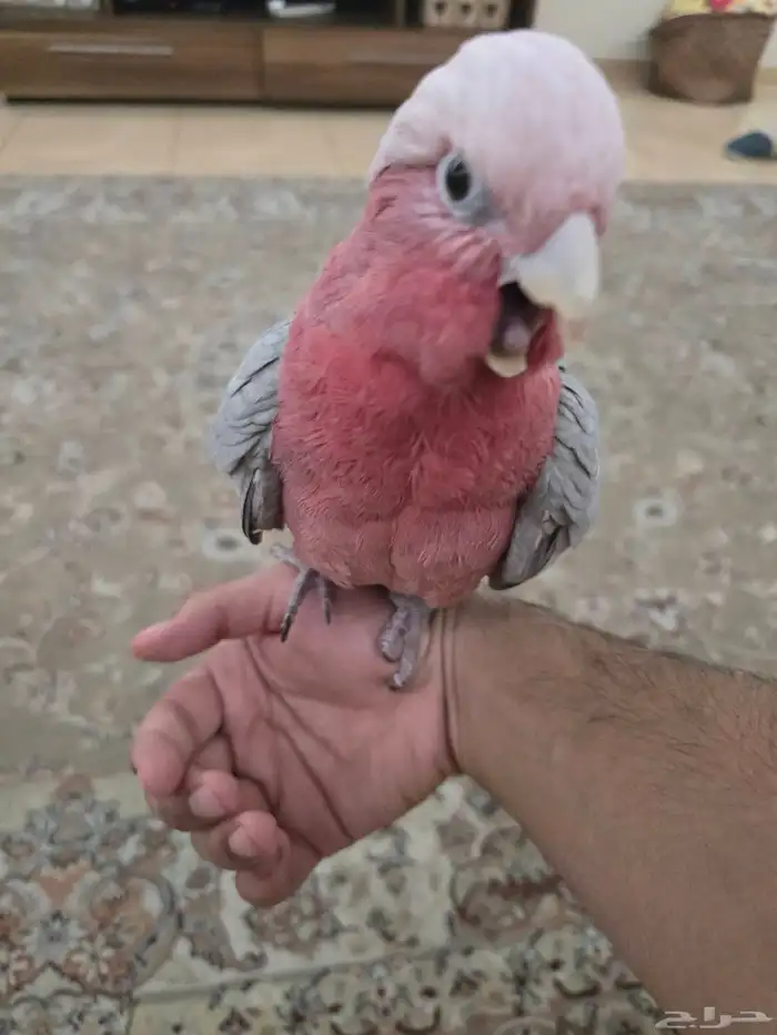 كوكاتو قالا 0