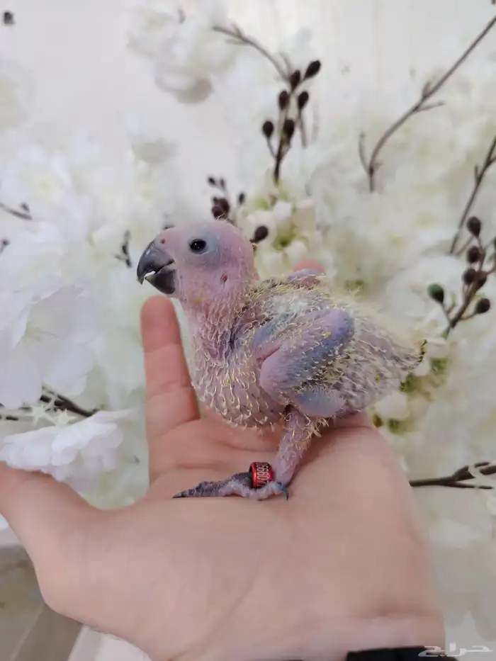 كنيور بيرلي وكنيور يلو سايدرد فاكتر وكنيور تركواز 3