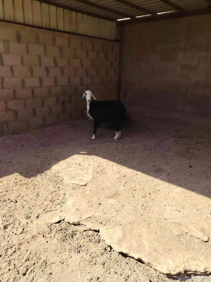 نجديه ثنيه دافع شرط فحص سونار 1