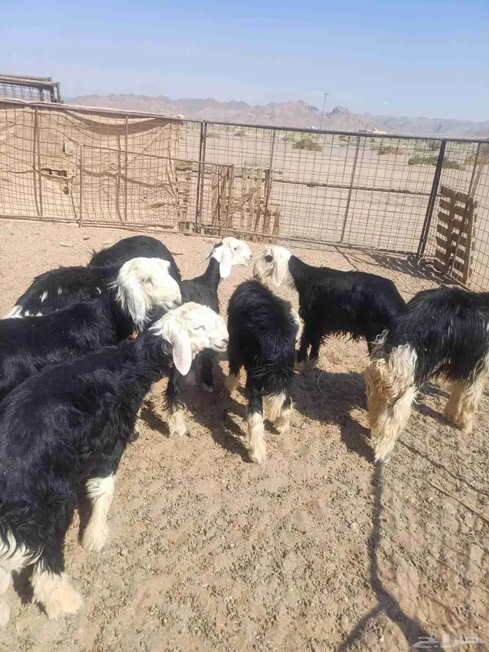 طليان نجد للبيع 3