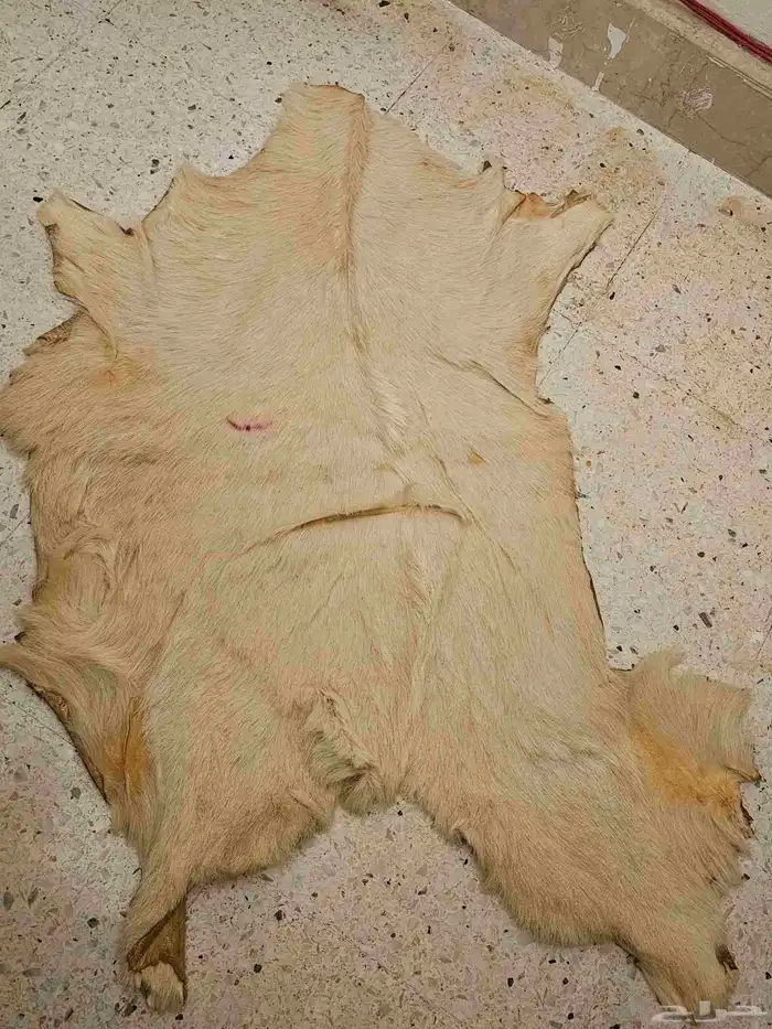 فروة ماعز 3