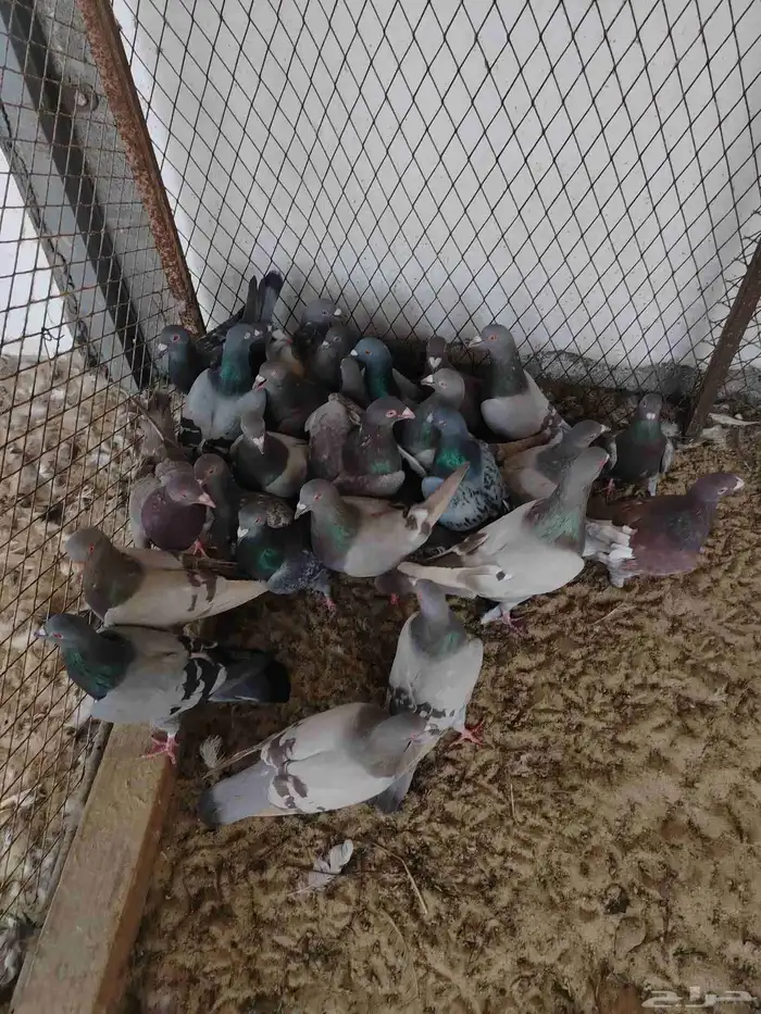 حمام مشكل كبار وفروخ 6