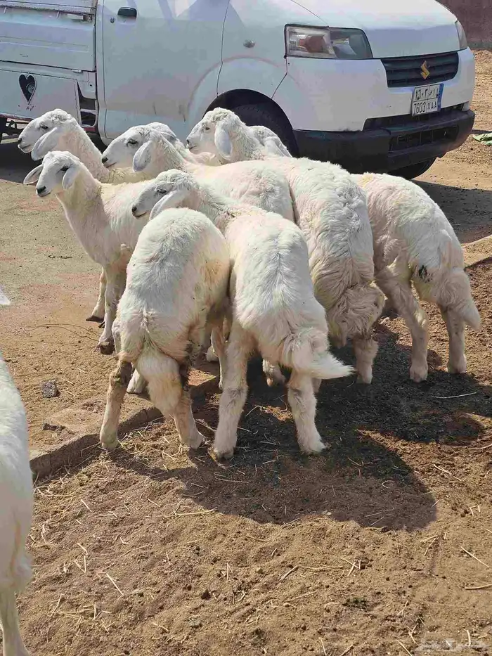 حري وسواكني ثلاجة ومناسبات 0