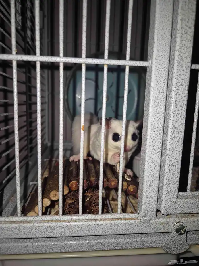 للبيع 2 شوقر قلايدر ابيض البينو سكري بلاتينيوم (سنجاب طائر) 1