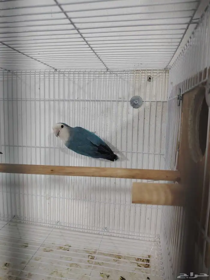 جوز روز منتج 3