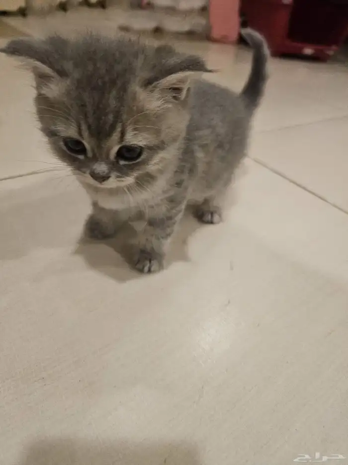 قطة صغيرة للبيع.. 0