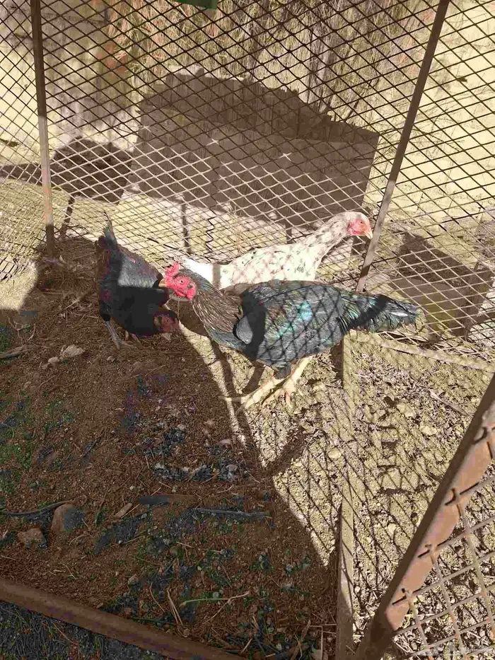 دجاج باكسناني ببلجرشي 0