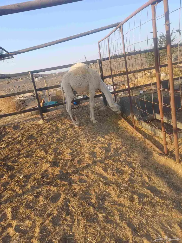 قعود لباني للبيع 4