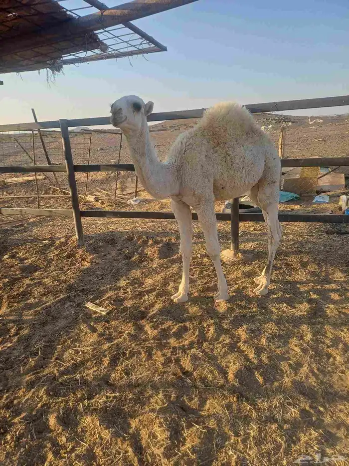 قعود لباني للبيع 2