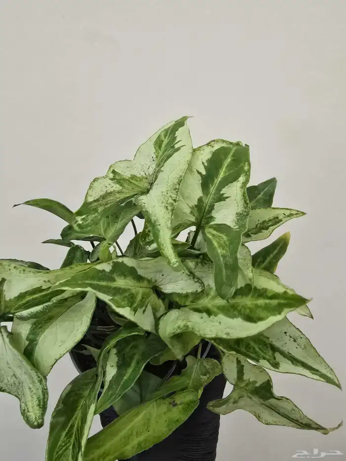 نباتات طبيعية منزلية 0