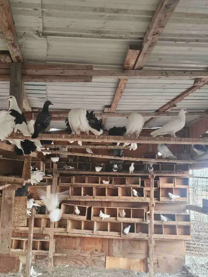 حمام شمسي للبيع جملة 2