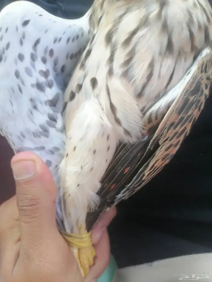 جوز باشق مع انثاء شبوط 1