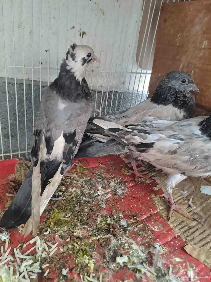 حمام باكستاني زوج للبيع و حمامه كنها زاجل 2