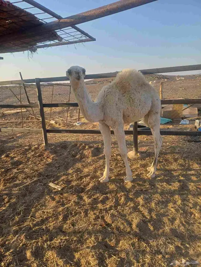 قعود لباني للبيع 3